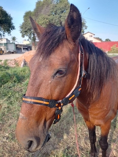 Cabresto de Cavalo simples