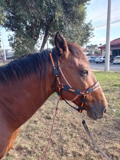 Imagem do Cabresto de Cavalo simples