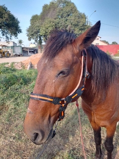 Cabresto de Cavalo simples - comprar online