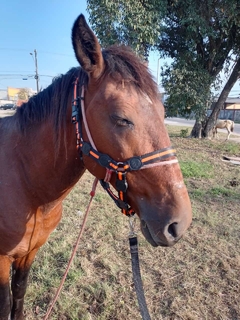 Cabresto de Cavalo simples - loja online