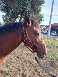 Cabresto de Cavalo simples - coleiras.com.br