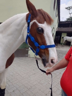 Cabresto de Cavalo com Velcro - coleiras.com.br