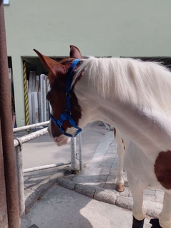 Cabresto de Cavalo com Velcro na internet