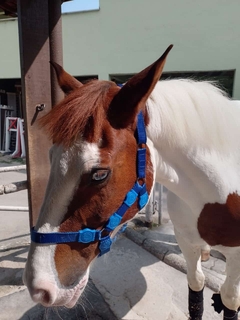 Cabresto de Cavalo com Velcro - comprar online