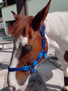 Imagem do Cabresto de Cavalo com Velcro