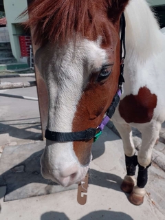 Cabresto de Cavalo simples na internet