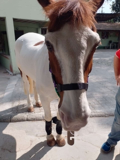 Cabresto de Cavalo simples na internet