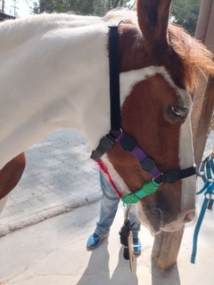 Cabresto de Cavalo simples - comprar online