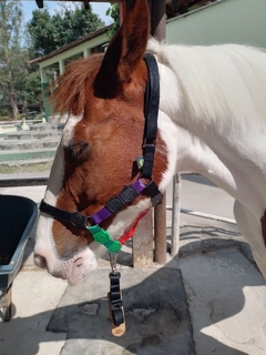 Cabresto de Cavalo simples