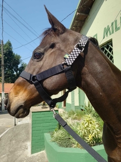 CABRESTO DE CAVALO PERSONALIZADO
