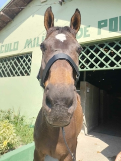 Imagem do CABRESTO DE CAVALO PERSONALIZADO