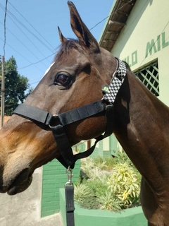 CABRESTO DE CAVALO PERSONALIZADO - comprar online