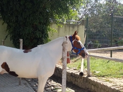 Cabresto de Cavalo com Velcro - loja online