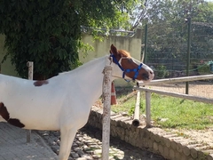 Cabresto de Cavalo com Velcro