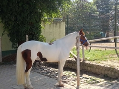 Cabresto de Cavalo com Velcro - loja online