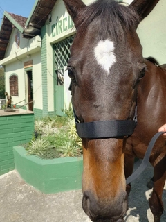 CABRESTO DE CAVALO PERSONALIZADO - loja online
