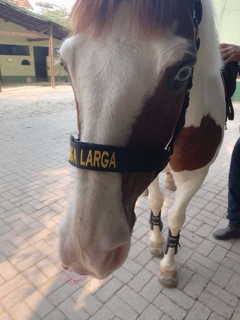 CABRESTO DE CAVALO PERSONALIZADO na internet