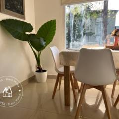 set alocasia xxl & maceta