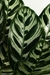 Calathea Makoyana - comprar online