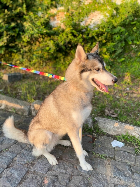 GUIA UNIFICADA 2mt - comprar online