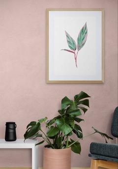 Calathea tricolor - comprar online