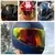 Viseira Capacetes SHOEI X14- XSPIRIT - loja online