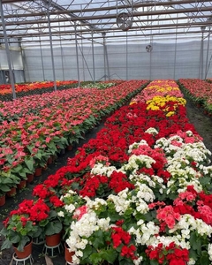 Banner de la categoría PLANTAS DE INTERIOR
