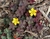 TREBOL OXALIS (trebol mexicano) en internet