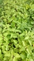 COMBO AROMATICAS x15U. - tienda online