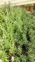 COMBO AROMATICAS x15U. en internet
