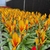 BROMELIA VRIESEA