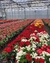 Begonia elatior