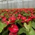 ANTHURIUM PREMIUM - comprar online