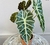 ALOCASIA AMAZONICA en internet