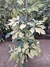 Aralia arboricola
