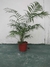 Chamaedorea elegans - comprar online