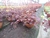TREBOL OXALIS (trebol mexicano) - tienda online