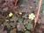 Imagen de TREBOL OXALIS (trebol mexicano)