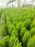 PINO LEMON - DECOOPLANTAS