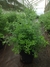 RETAMA - DECOOPLANTAS