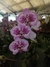 ORQUIDEA PHALAENOPSIS en internet