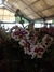 ORQUIDEA PHALAENOPSIS - comprar online