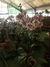 ORQUIDEA PHALAENOPSIS en internet