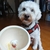 Taza mascota Personalizada - comprar online