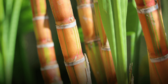 Banner da categoria Cachaça do Conde
