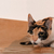 Gatos