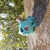 Maceta Balbasaur Pot