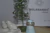 Anel Coroa na internet