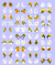 M15 - Flores Amarelas e Branca na internet