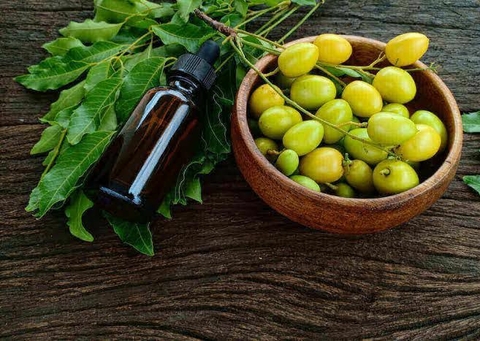 Óleo Vegetal de Neem - comprar online